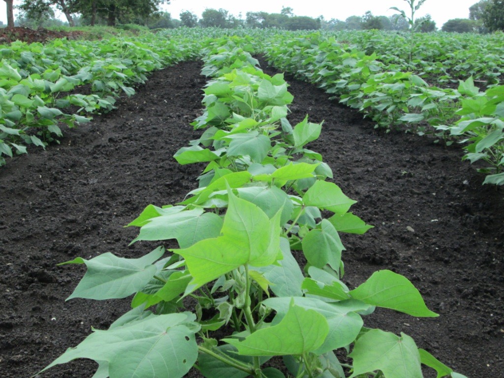 Soil & Water Conservation