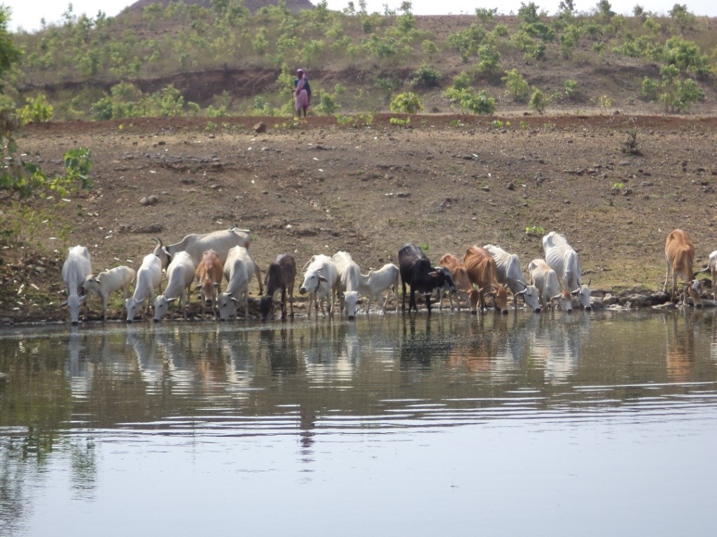 Dairy Development